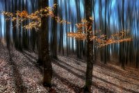 349 - LIGHTS IN THE FOREST - NAGY LAJOS - romania